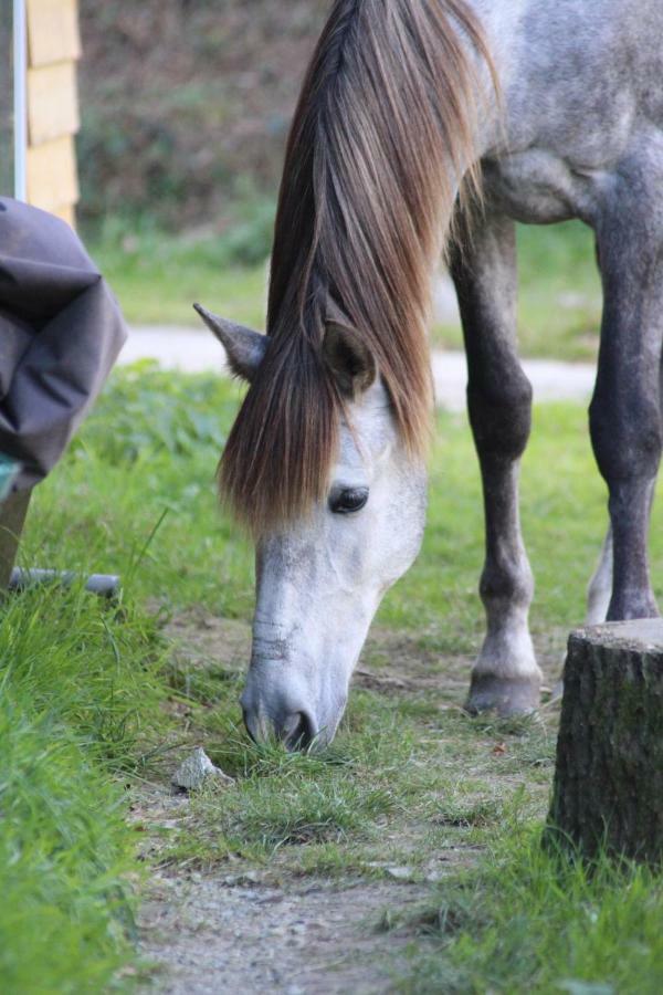 Une Roulotte Et Des Chevaux Treffléan Екстериор снимка